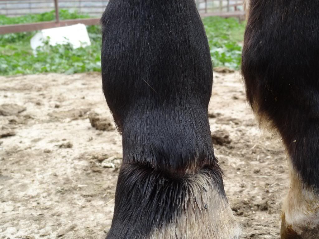 Pastern Injury On Filly **Graphic Photos** Page 5 The Horse Forum
